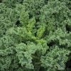 Westlandse Winter - Organic Kale Seed