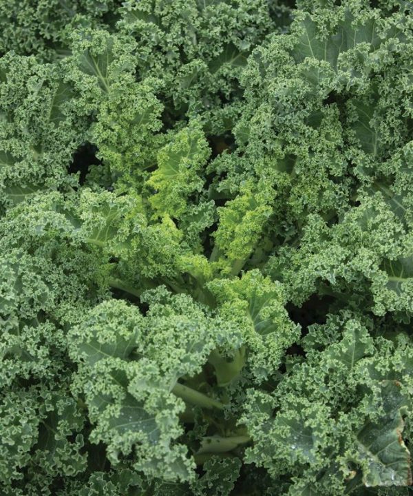 Westlandse Winter - Organic Kale Seed