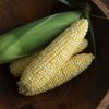 Enchanted - Organic (F1) Corn Seed