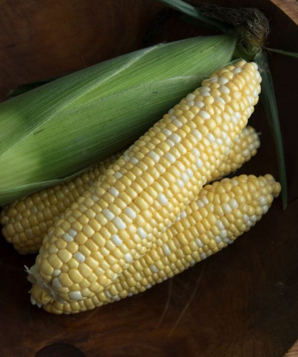 Enchanted - Organic (F1) Corn Seed