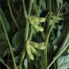 Karikachi - Soybean Seed
