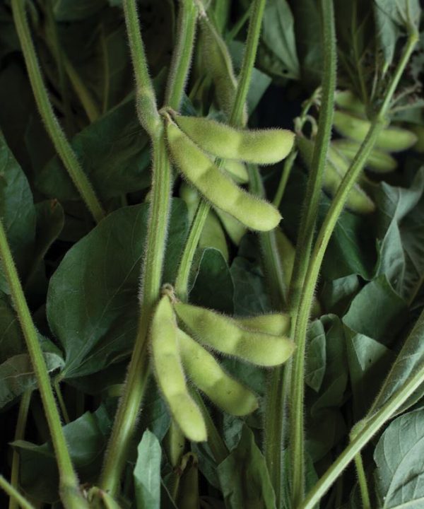 Karikachi - Soybean Seed