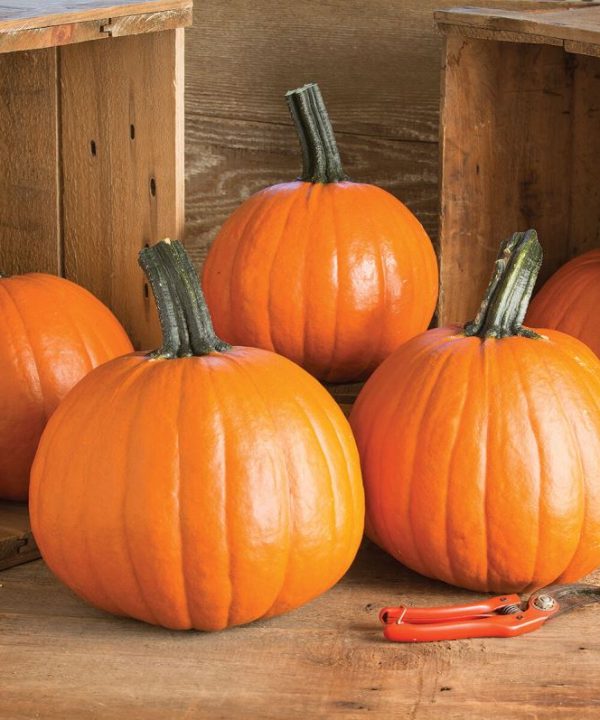 Gumdrop PMR - (F1) Pumpkin Seed