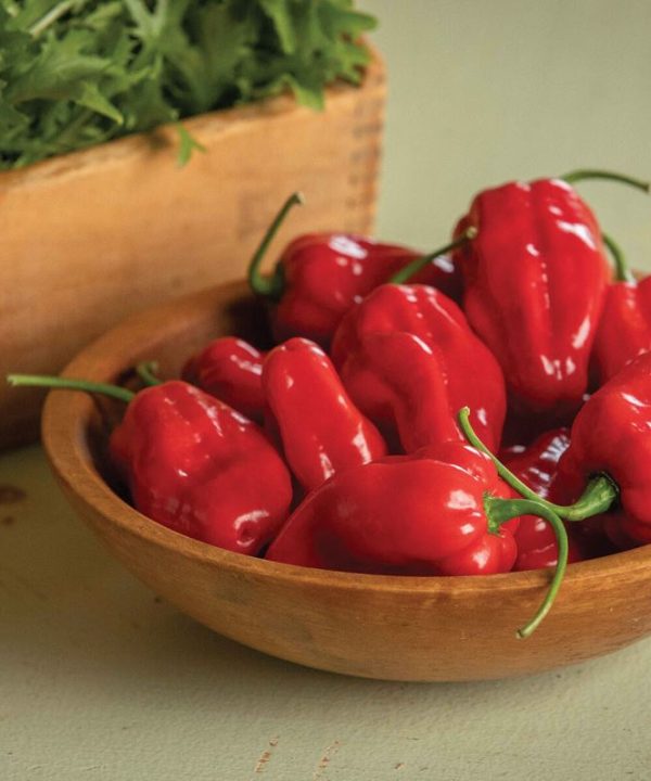 Roulette - (F1) Habanero Pepper Seed