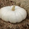 Flat Stacker - (F1) Pumpkin Seed