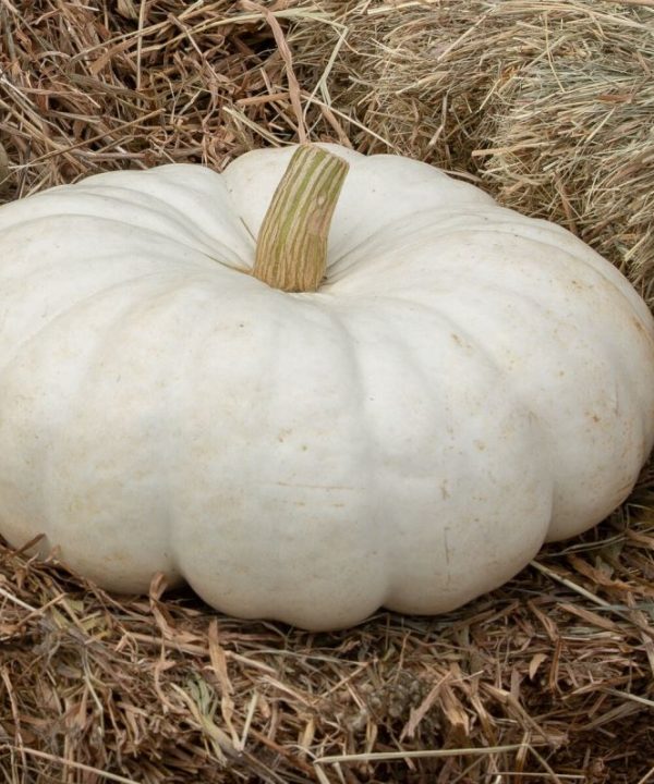 Flat Stacker - (F1) Pumpkin Seed
