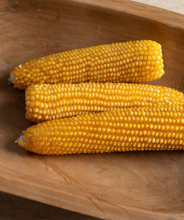 Nana - (F1) Corn Seed