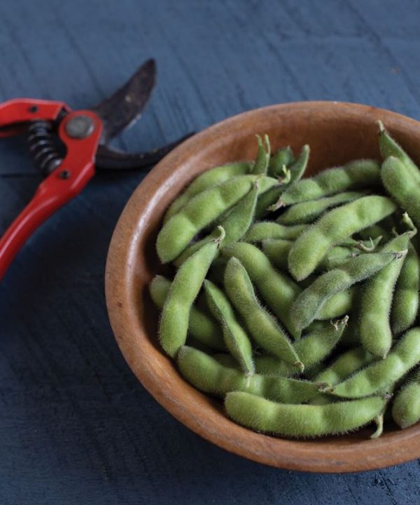 Chiba Green - Organic Soybean Seed