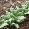 Tundra - Organic (F1) Spinach Seed