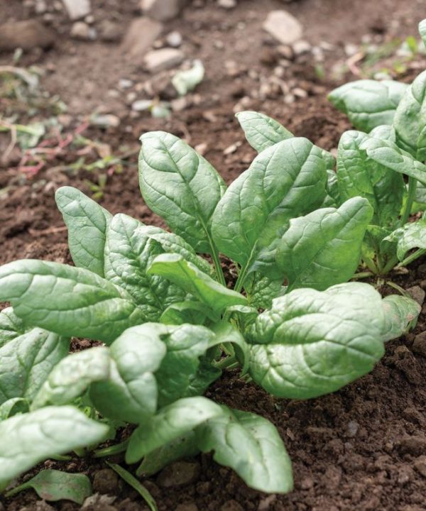 Tundra - Organic (F1) Spinach Seed