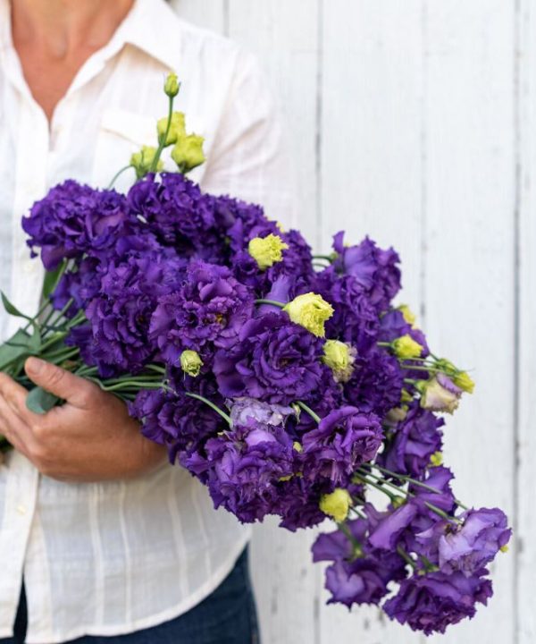 Voyage 2 Blue - (F1) Lisianthus