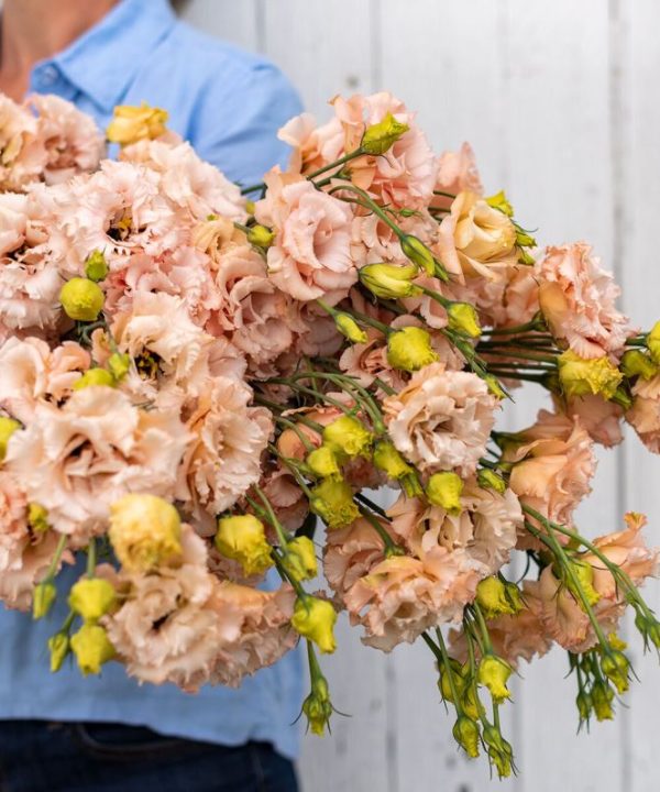 Voyage 2 Light Apricot - (F1) Lisianthus