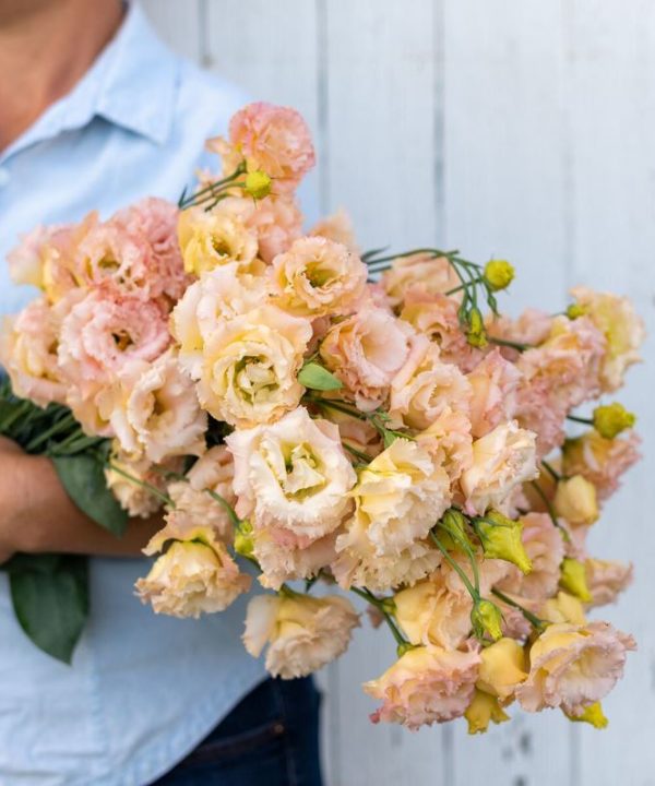 Voyage 2 Champagne - (F1) Lisianthus