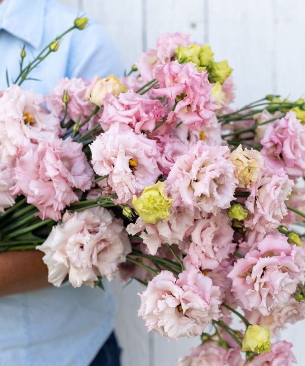 Voyage 2 Pink - (F1) Lisianthus