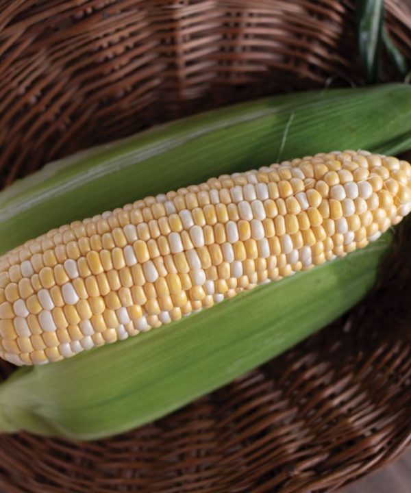 Natural Sweet - Organic (F1) Corn Seed