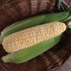 Natural Sweet - 1r Organic (F1) Corn Seed
