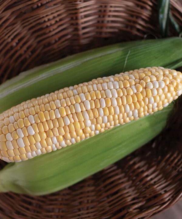 Natural Sweet - 1r Organic (F1) Corn Seed