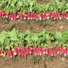 Nelson - Radish Seed