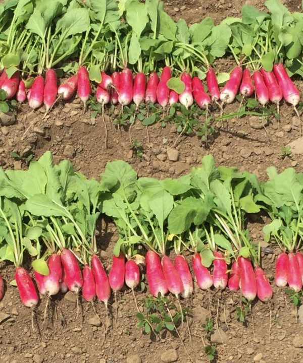 Nelson - Radish Seed