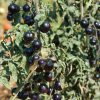 Indigo Rose - Organic Tomato Seed
