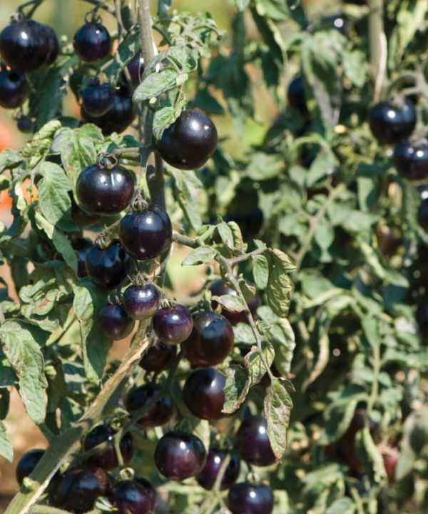 Indigo Rose - Organic Tomato Seed