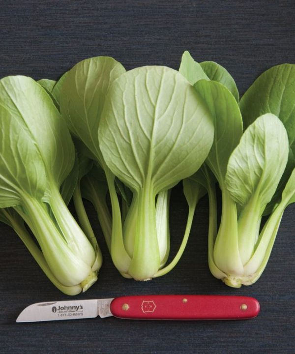 Li Ren Choi - (F1) Bok Choy Seeds