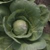 Tiara - (F1) Cabbage Seed