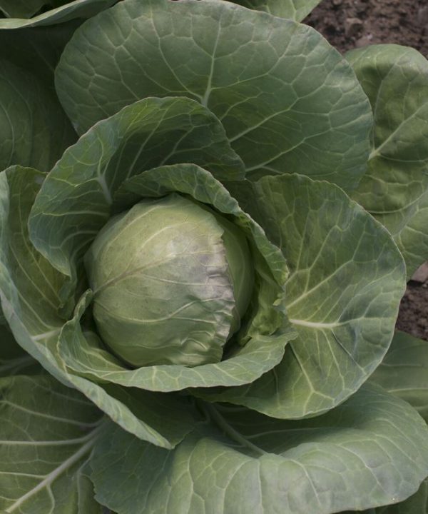 Tiara - (F1) Cabbage Seed