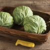 Tiara - Organic (F1) Cabbage Seed