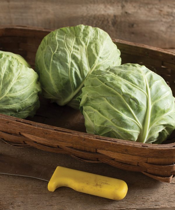 Tiara - Organic (F1) Cabbage Seed