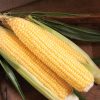SS3778R - (F1) Corn Seed