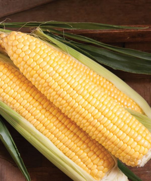 SS3778R - (F1) Corn Seed