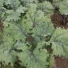 Red Russian - Kale Seed