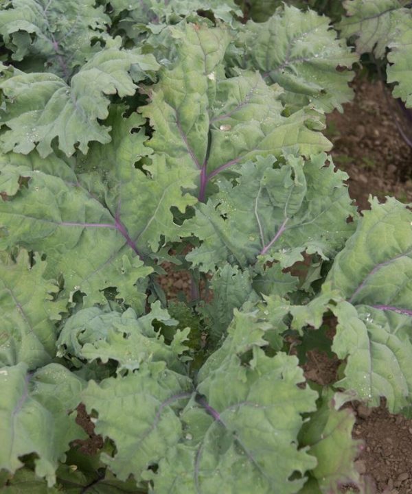 Red Russian - Kale Seed
