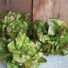 Cegolaine - Lettuce Seed