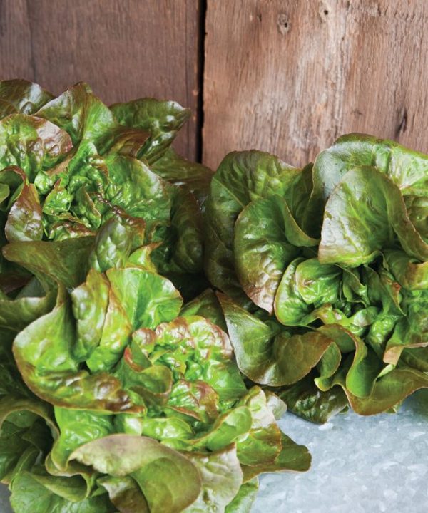 Cegolaine - Lettuce Seed