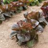 Rosaine - Lettuce Seed