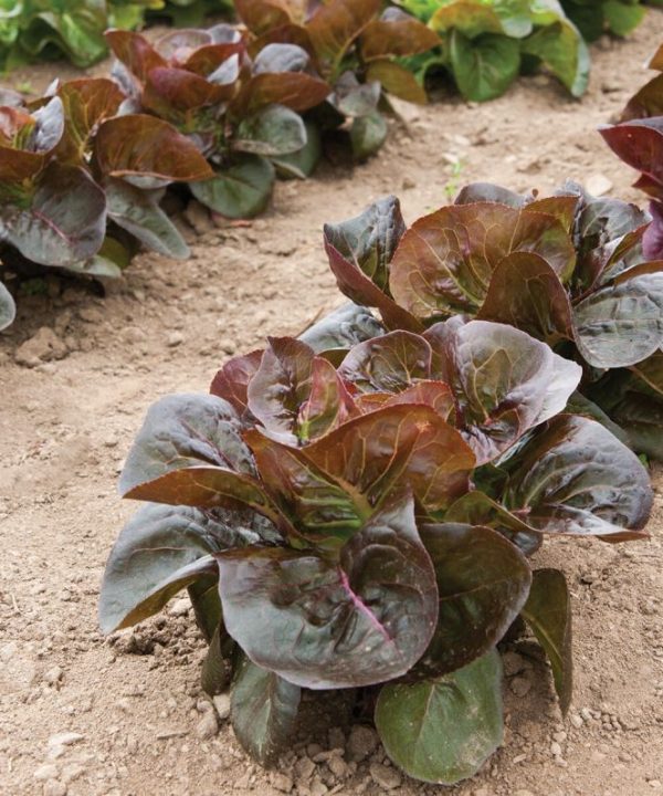 Rosaine - Lettuce Seed