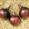 Redwing - (F1) Onion Seed