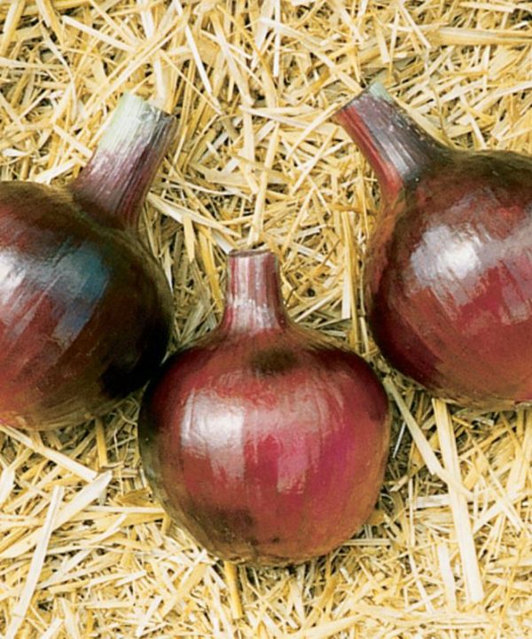 Redwing - (F1) Onion Seed