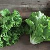 Fusion - Organic Lettuce Seed