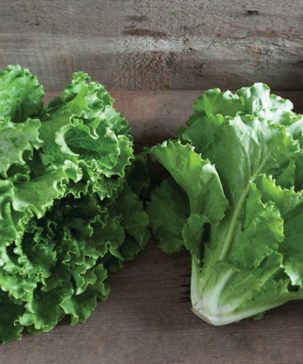 Fusion - Organic Lettuce Seed