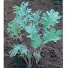 Red Russian - Organic Kale Seed