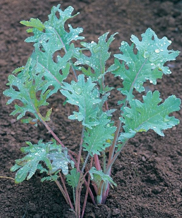 Red Russian - Organic Kale Seed