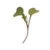 Kale, Red Russian - Microgreen Seed