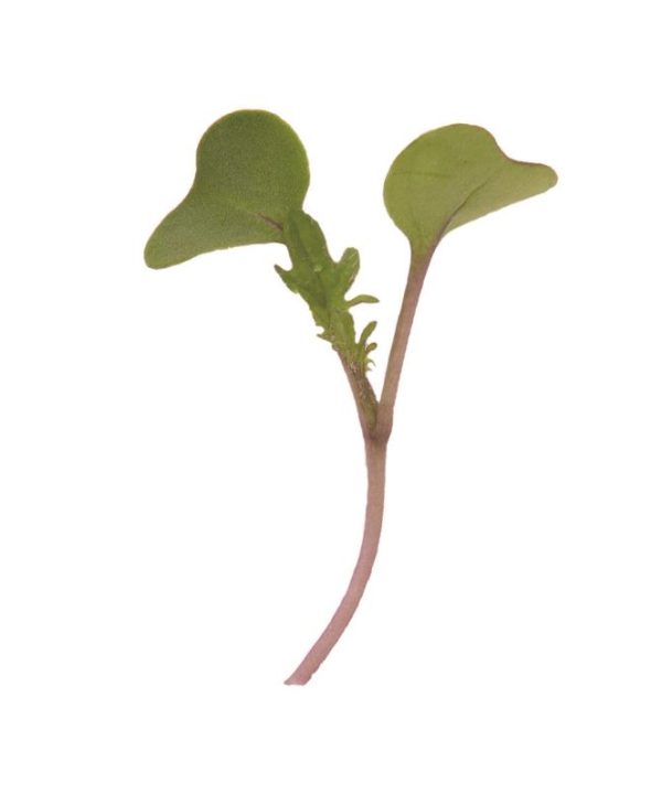 Kale, Red Russian - Microgreen Seed