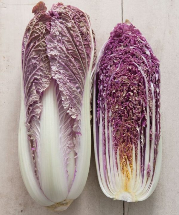 Red Dragon - (F1) Chinese Cabbage Seed