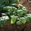 Bloomsdale - Spinach Seed