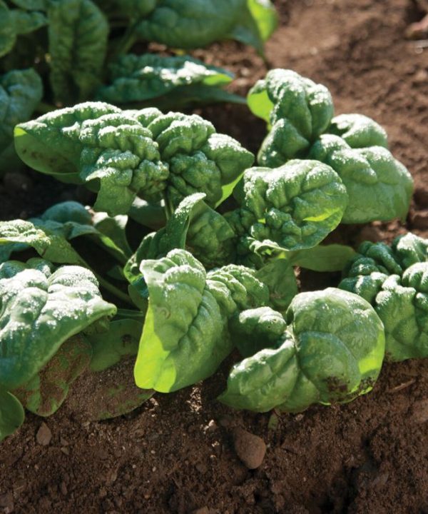 Bloomsdale - Spinach Seed