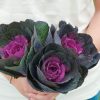 Crane Red - (F1) Ornamental Kale Seed